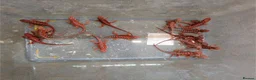 Bearded Dragon reptiles for sale: Variety Of Red German Giants and G Stripe Dunners  - Advert 2