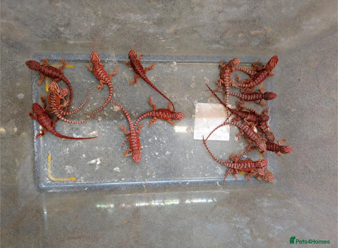 Bearded Dragon reptiles for sale: Variety Of Red German Giants and G Stripe Dunners  - Advert 2