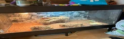 Bearded Dragon reptiles for sale: 3 year old Bearded Dragon with Vivarium included in Derby - Advert 5