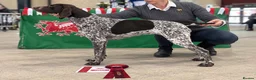 German Shorthaired Pointer dogs for sale: Outstanding versatile German Shorthaired Pointers - Advert 17