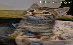 Maine Coon cats for sale: Maincoon kittens  - Image 10