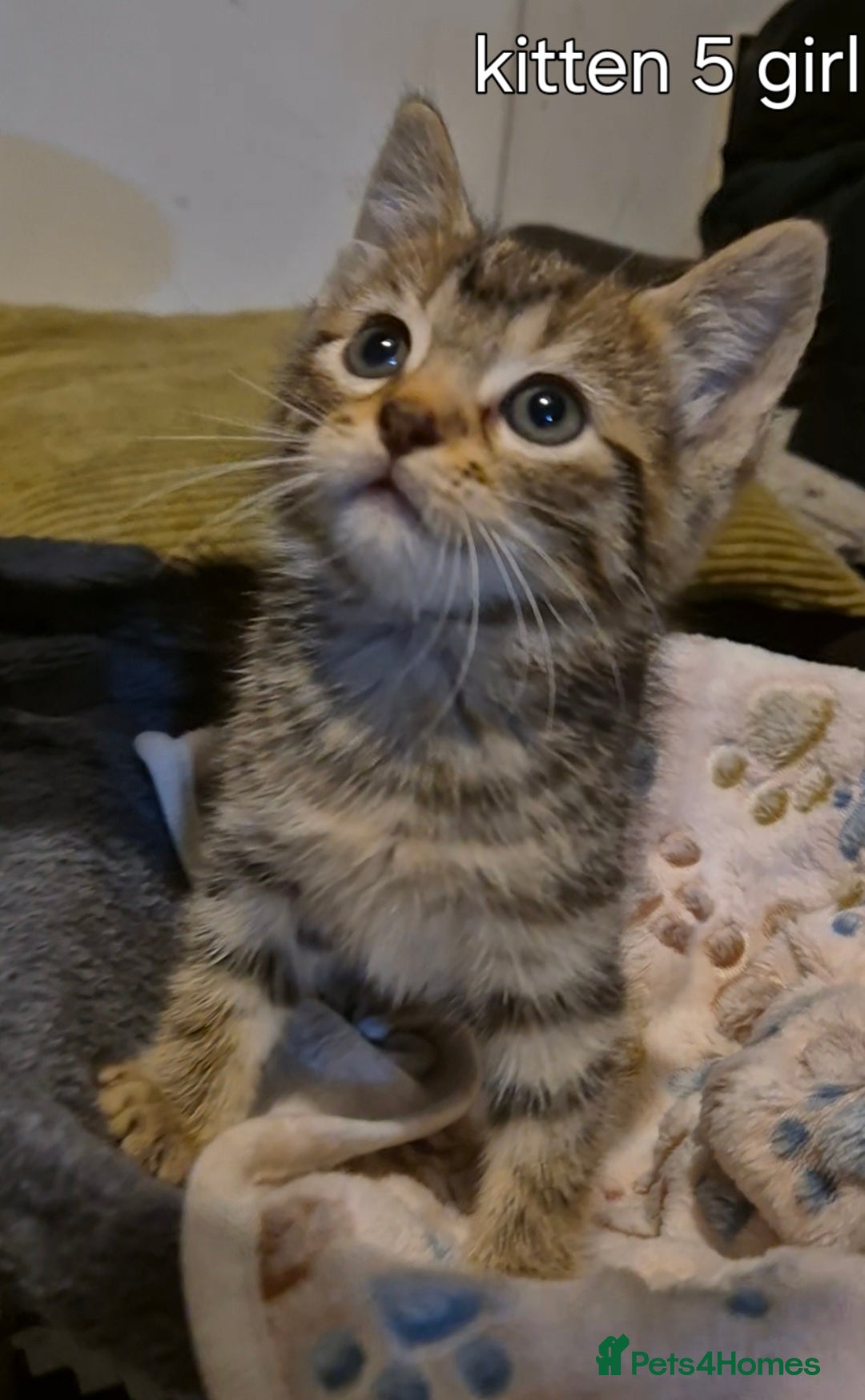 Maine Coon cats for sale: Maincoon kittens  - Image 10