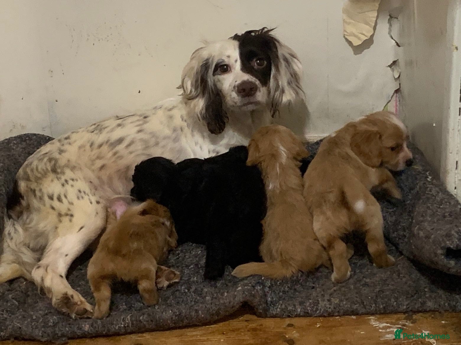 Mixed Breed dogs Cocker spaniel x Yorkshire terrier pups  - Advert 2