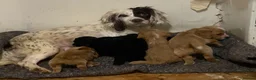 Mixed Breed dogs for sale: Cocker spaniel x Yorkshire terrier pups  - Advert 1