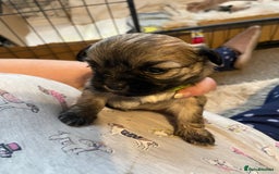 Mixed Breed dogs for sale: Imperial Zuchon cross maltese - Image 3