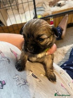 Mixed Breed dogs Imperial Zuchon cross maltese - Advert 10