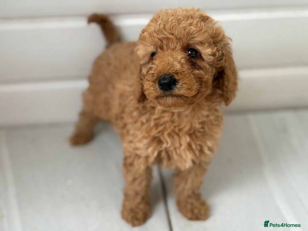 Maltipoo dogs for sale: Quality Korean maltipoos - Image 32