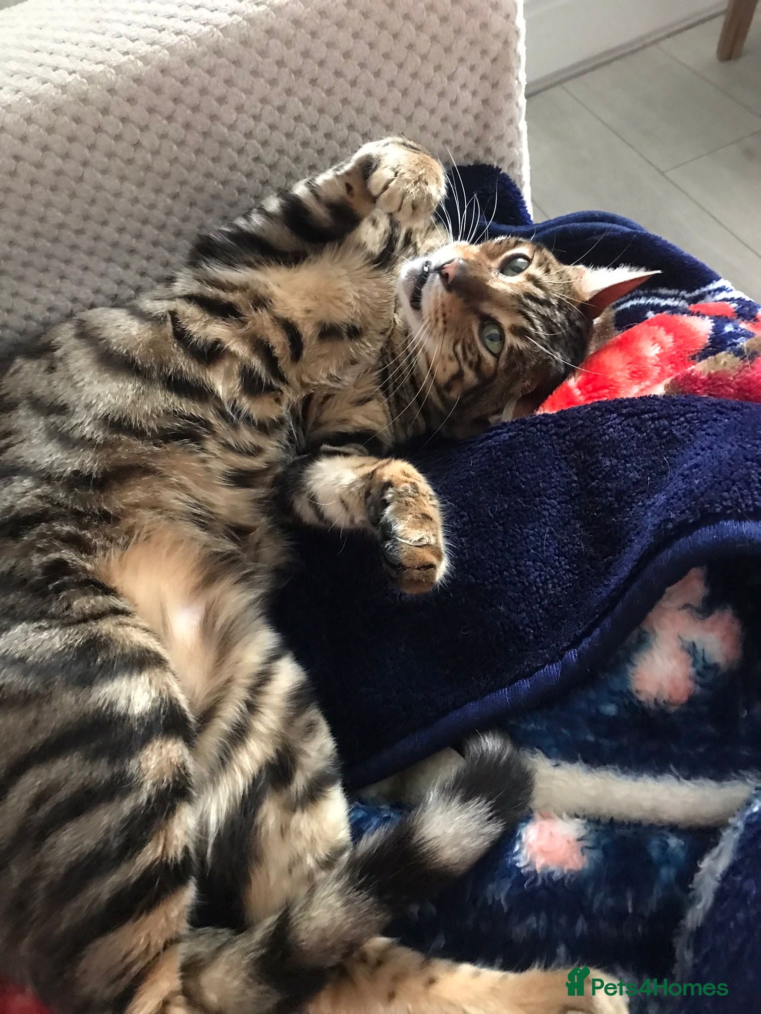 Toyger cats 2 3 year old toyger cats available for free  - Advert 1