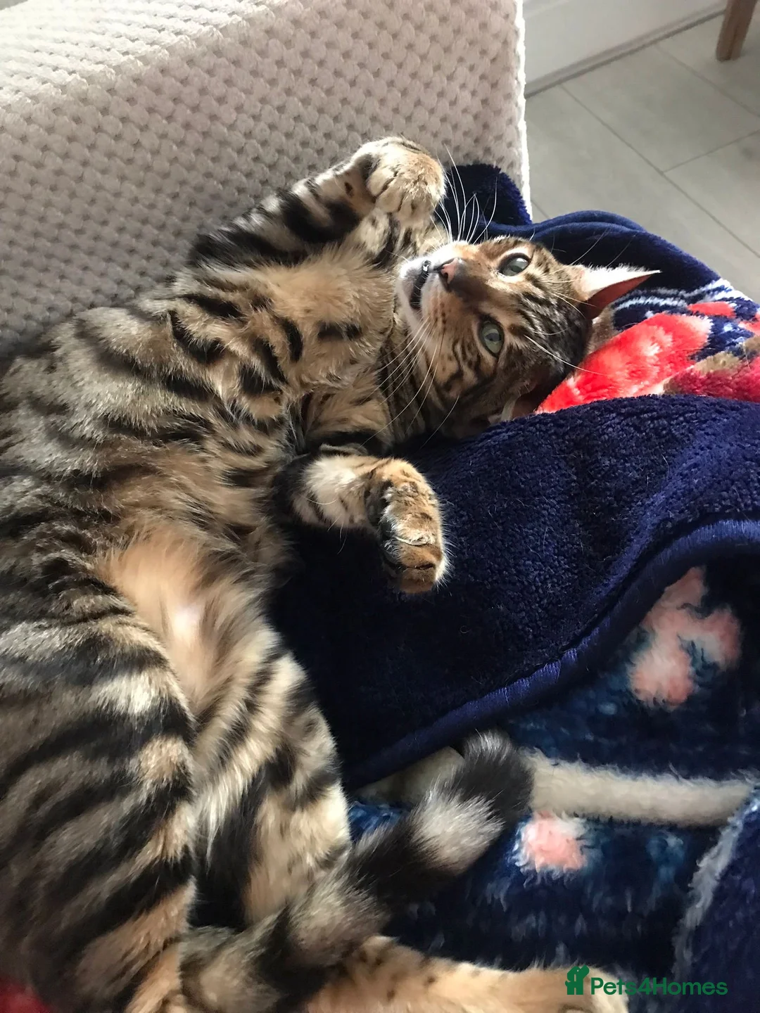 Toyger cats for sale: 2 3 year old toyger cats available for free  in Nelson - Advert 1