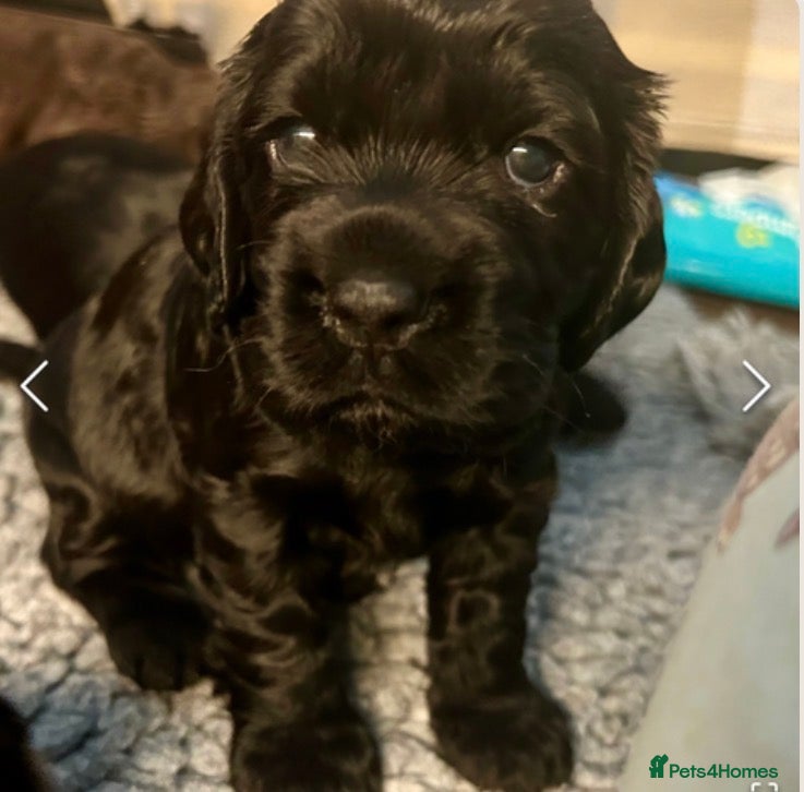 Sprocker dogs Beautiful litter of Sprocker spaniels  - Advert 2