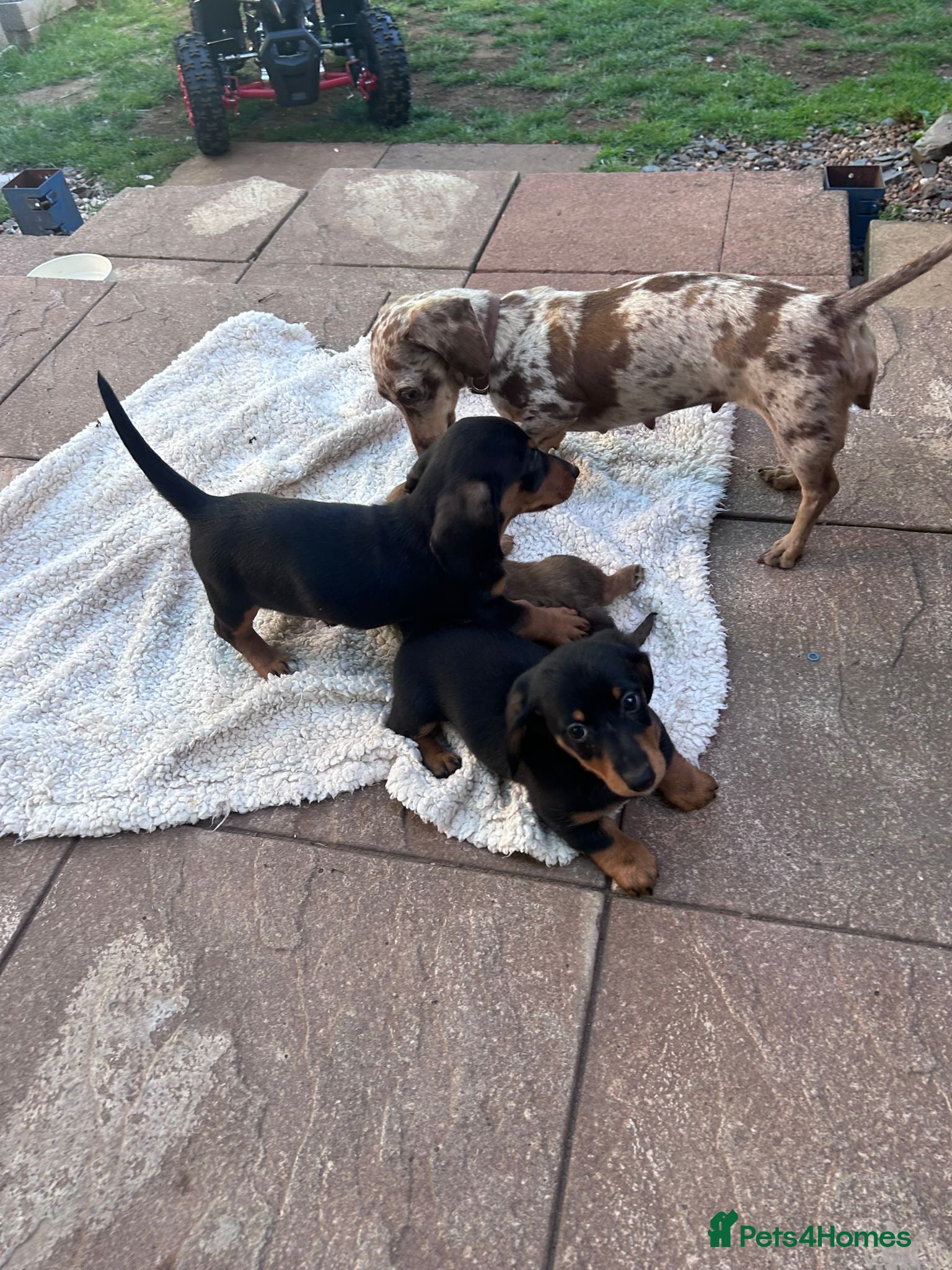 Miniature Dachshund dogs ***mini dachshunds*** - Advert 1