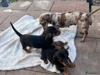 Miniature Dachshund dogs ***mini dachshunds*** - Advert 2