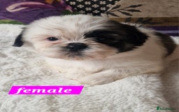 Shih Tzu dogs for sale: Shih-tzu's for sale. - Image 9