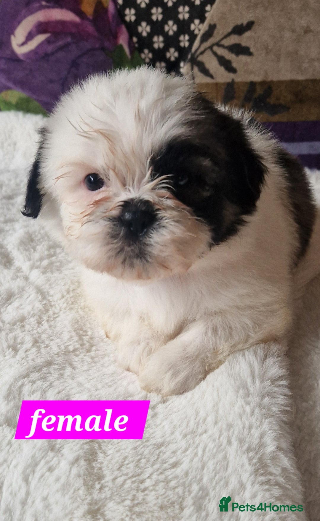 Shih Tzu dogs for sale: Shih-tzu's for sale. - Image 9
