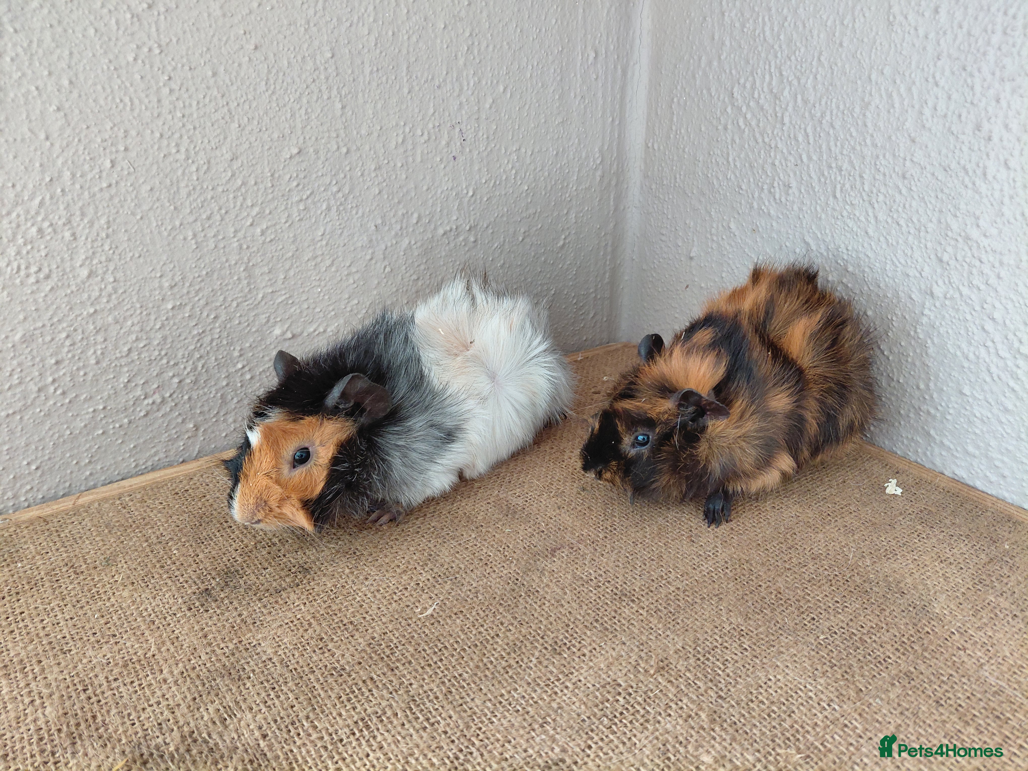 Guinea Pig rodents Abyssinian and Pink Eyed Golden's  - Advert 1