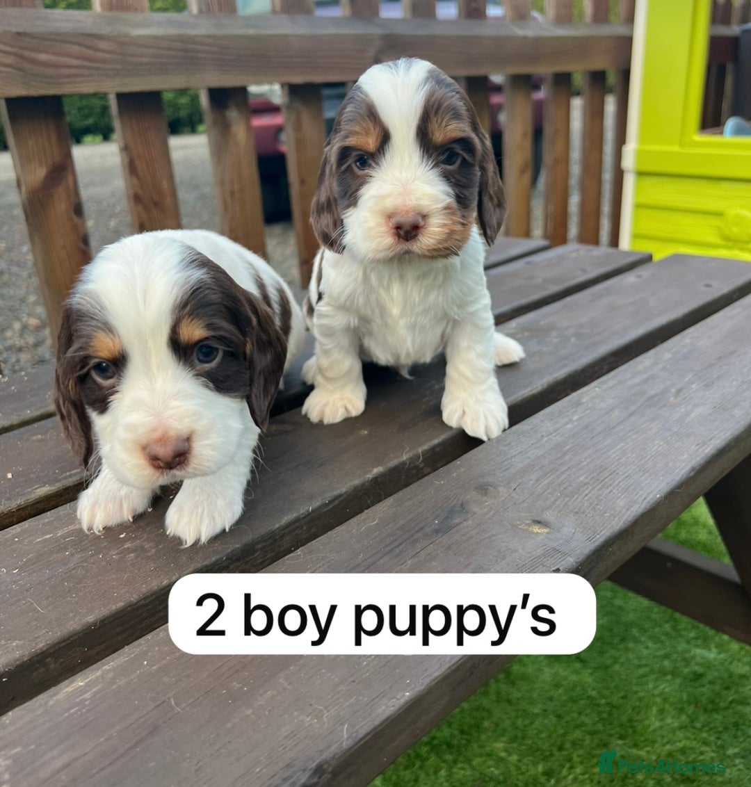 Cockapoo dogs for sale: Cockapoo puppy’s  - Advert 3