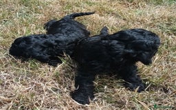 Cockapoo dogs for sale: Adorable Cockalier-a-Poo Puppies – Ready Soon! - Image 9