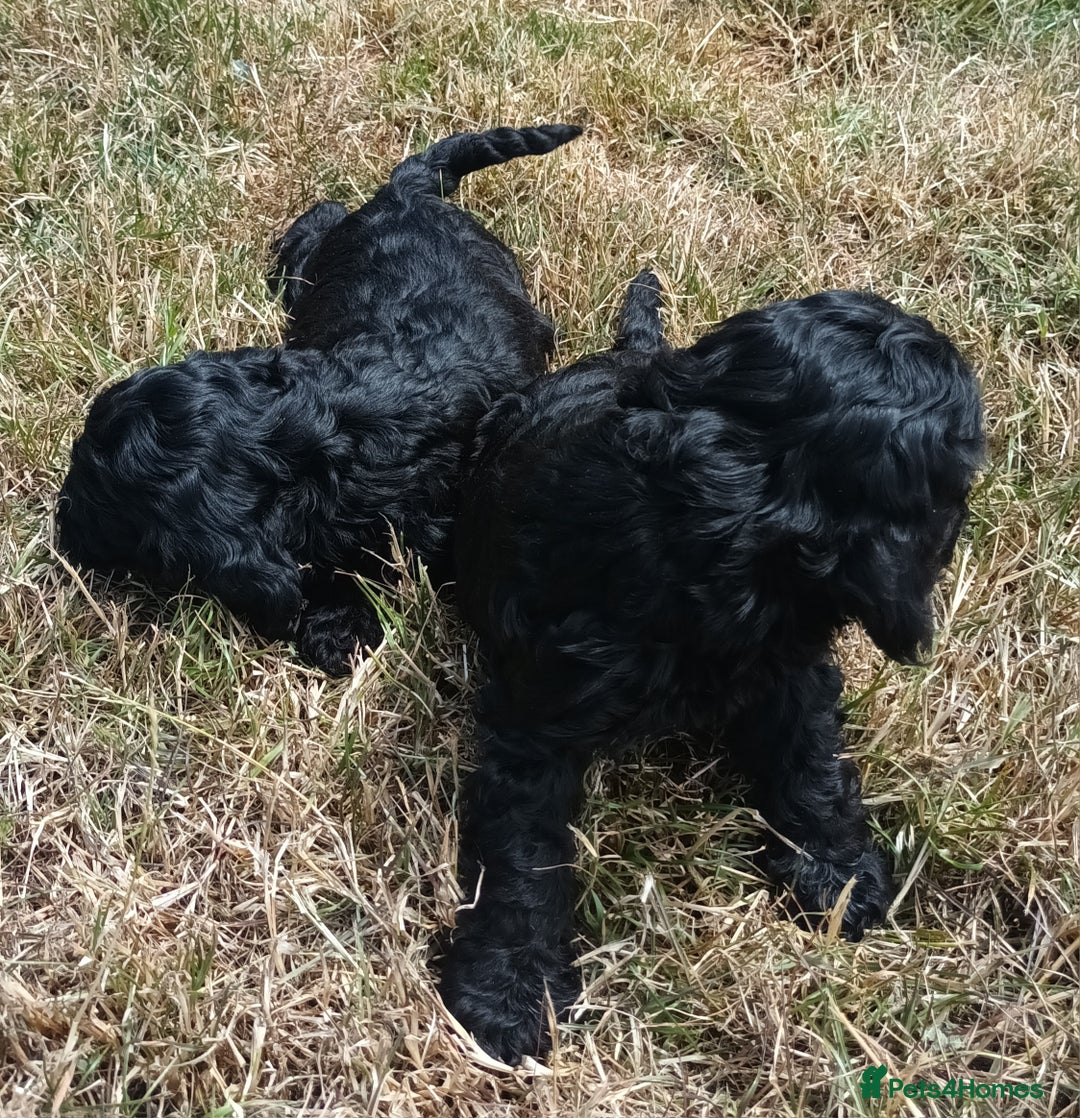 Cockapoo dogs for sale: Adorable Cockalier-a-Poo Puppies – Ready Soon! - Image 9