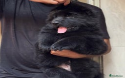 German Shepherd dogs for sale: Guardian Shepherd Dogs!!! - Image 2
