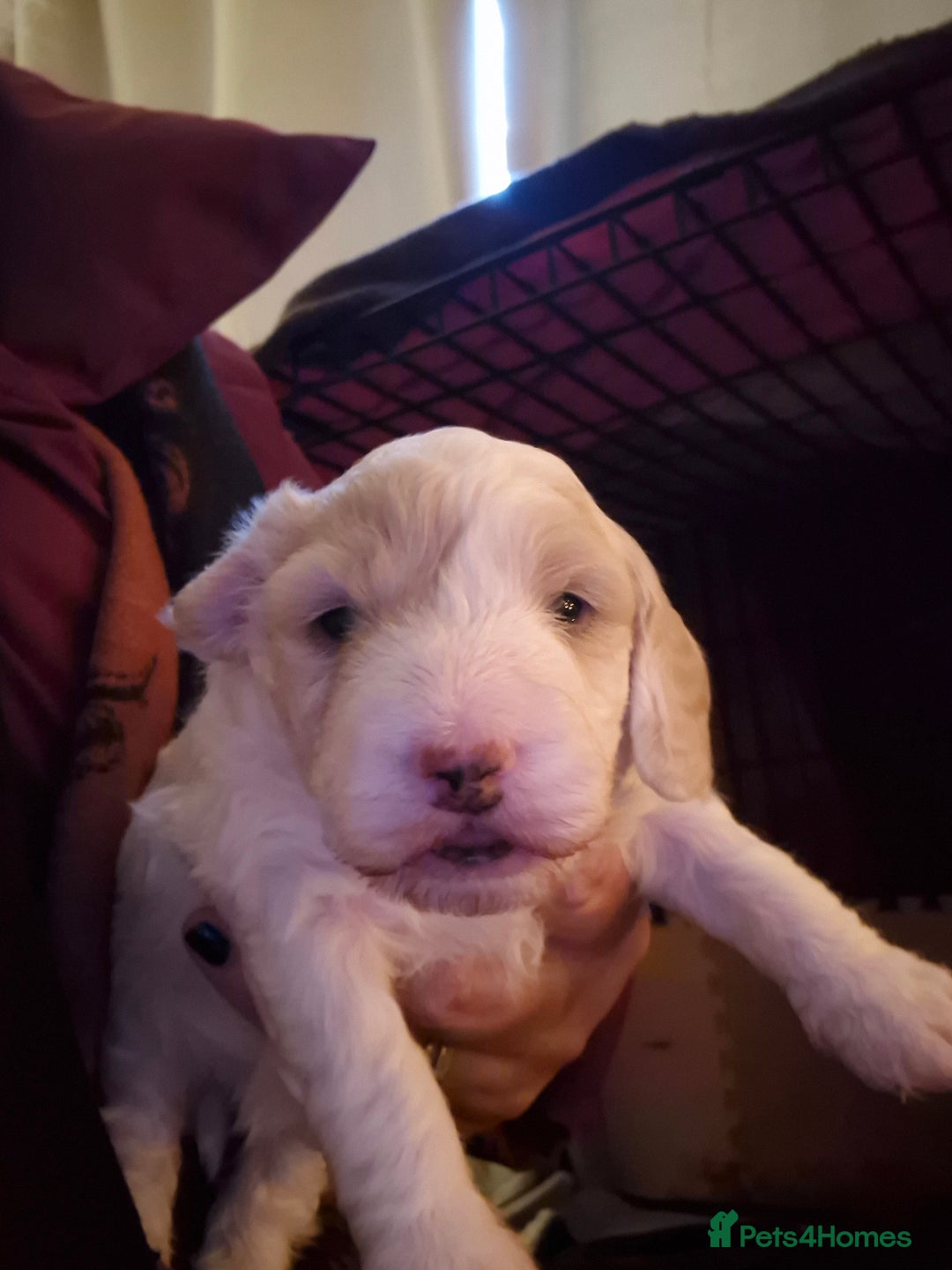 Mixed Breed dogs for sale: F2b cockerpoo pups all girls  - Advert 2