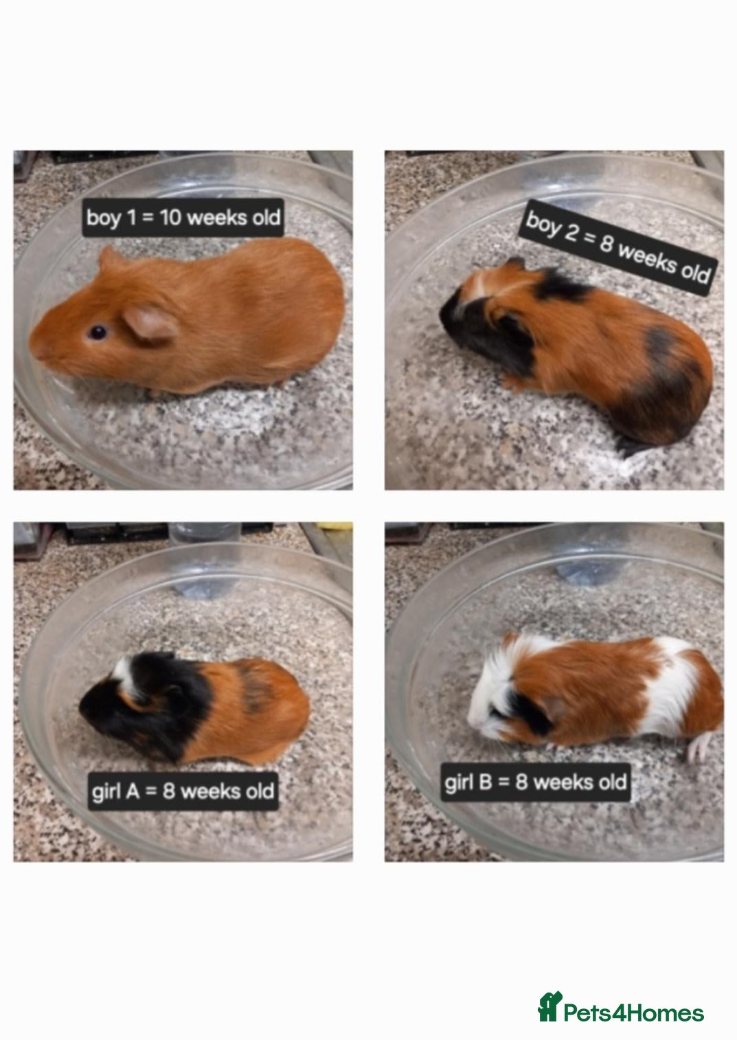 Guinea Pig rodents Baby guinea pigs ready now  - Advert 9