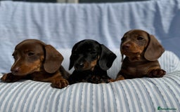 Miniature Dachshund dogs for sale: Kc Registered miniature dachshund  - Image 11
