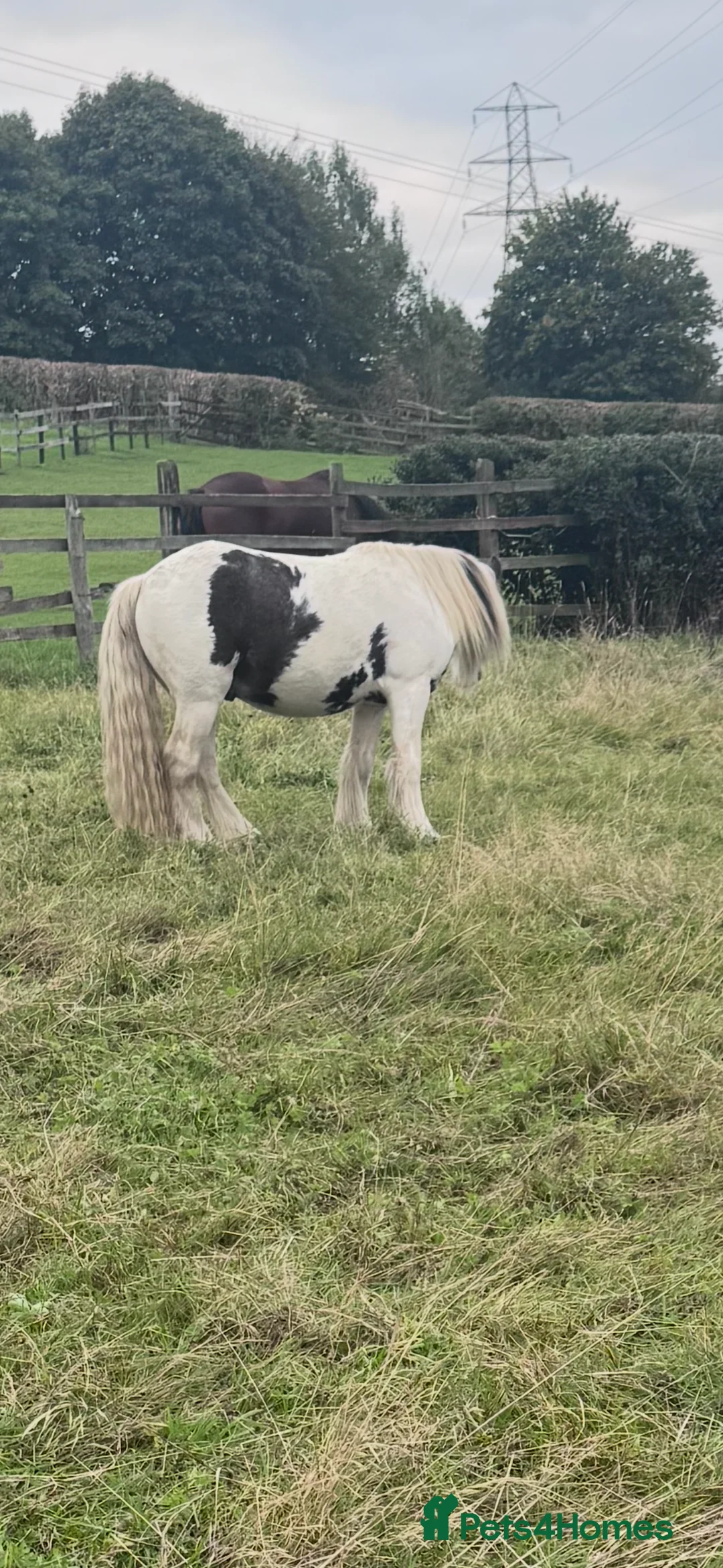 Irish Cob horses for sale: ***PROJECT COB FOR SALE*** - Advert 3