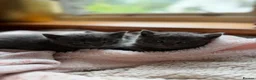 British Shorthair cats for sale: British Shorthair Kittens in Pentraeth - Advert 10