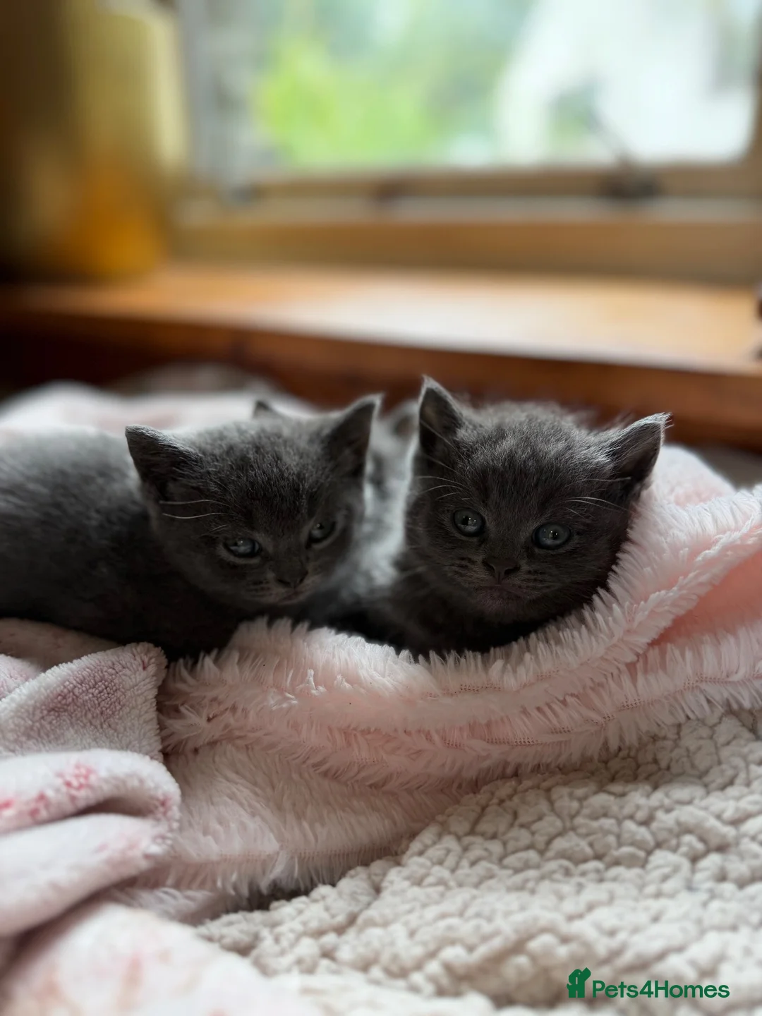 British Shorthair cats for sale: British Shorthair Kittens in Pentraeth - Advert 10