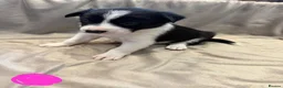 Border Collie dogs for sale: ISDS Border Collie Puppies 🐶 - Advert 10