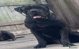 Cane Corso dogs for stud: PURE CANE CORSO FOR STUD BIG BONED - Image 2