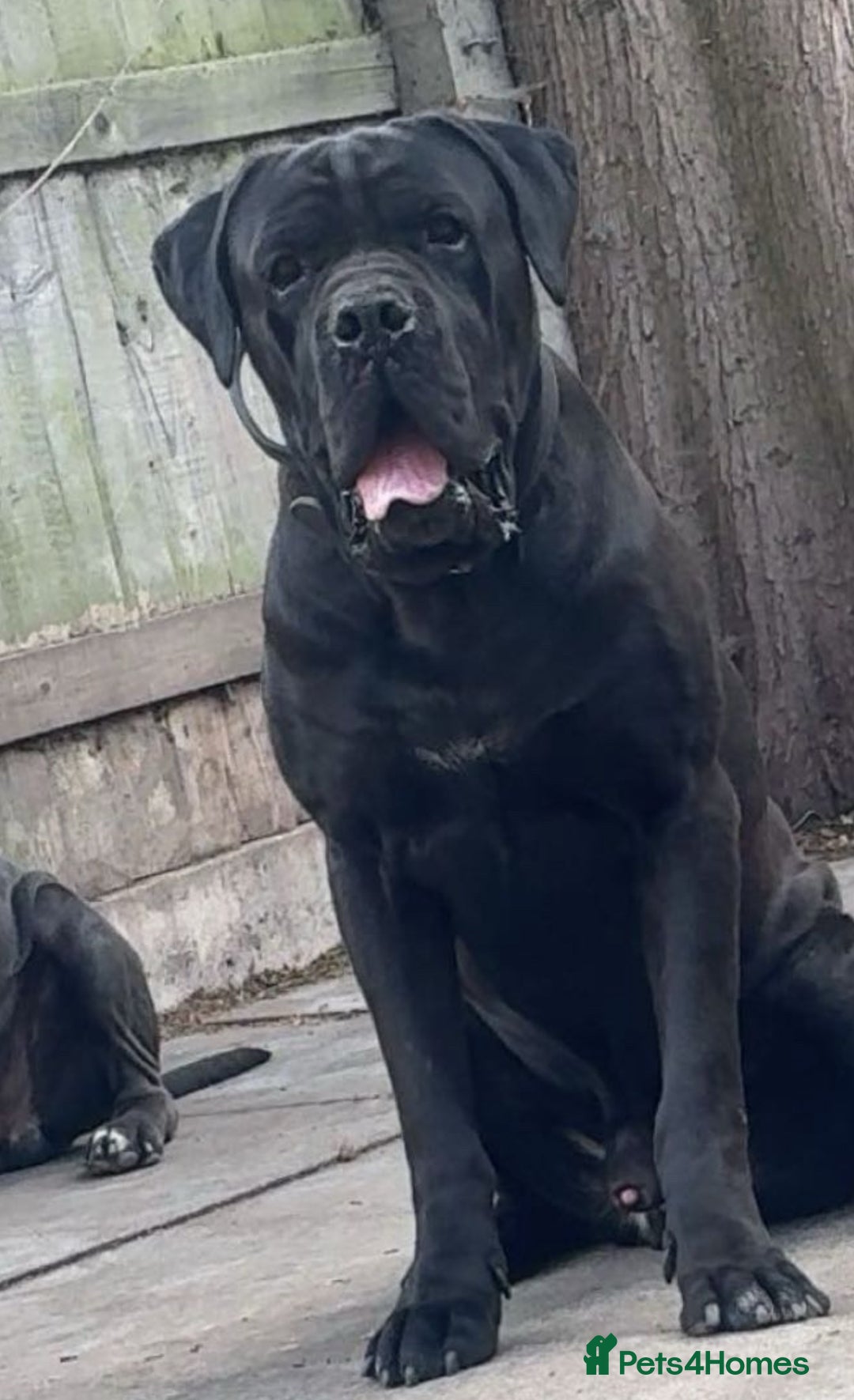 Cane Corso dogs for stud: PURE CANE CORSO FOR STUD BIG BONED - Image 2