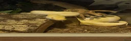 Python Snake reptiles for sale: Albino Python Snake in Egham - Advert 3
