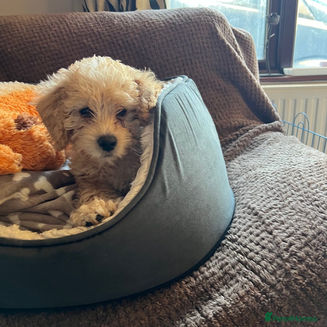 Mixed Breed dogs for sale: F1b Australian Labradoodle  - Advert 10