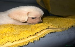 Goldador dogs for sale: GOLDADOR PUPPIES - Image 14