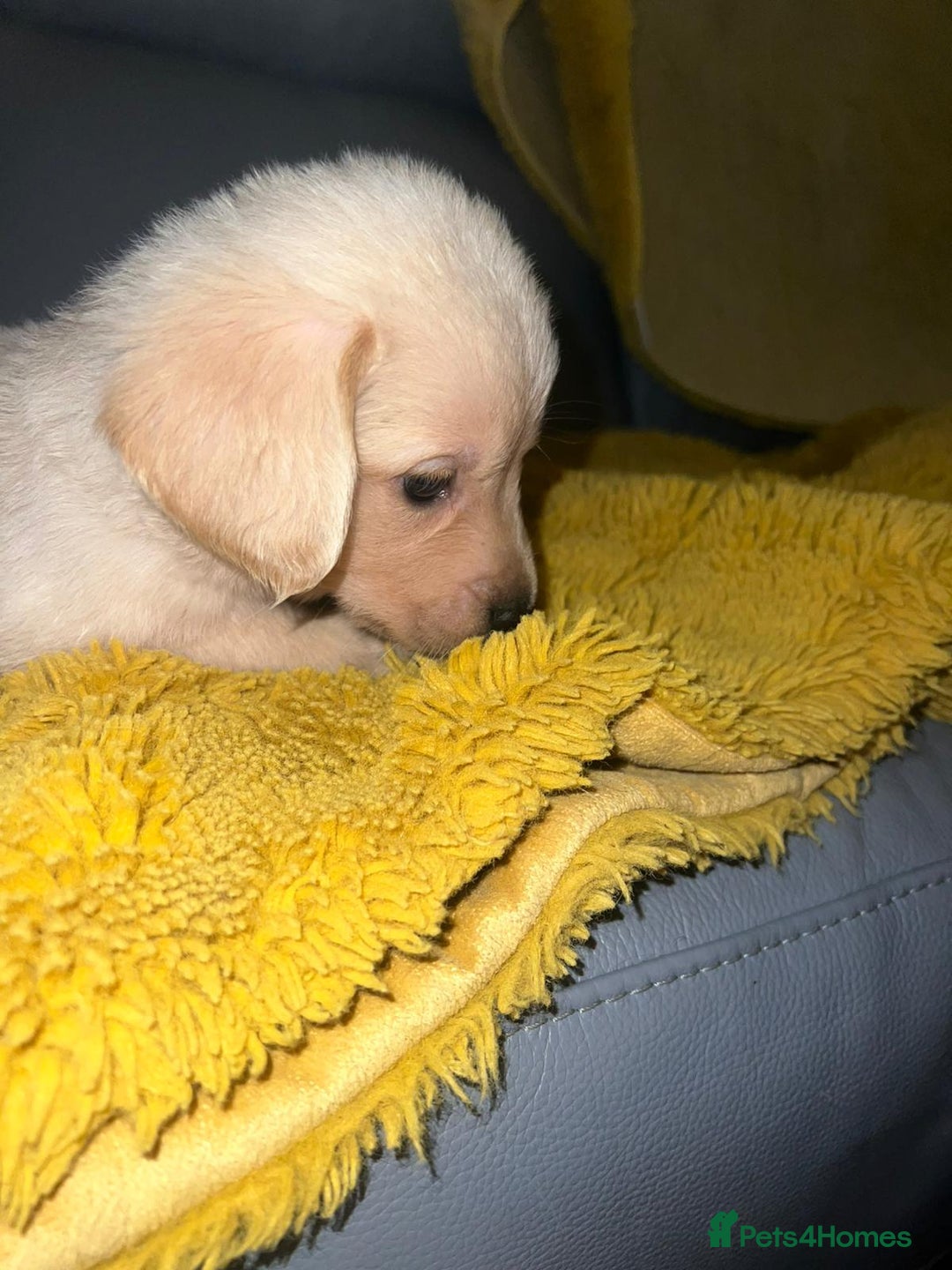 Goldador dogs for sale: GOLDADOR PUPPIES - Image 14