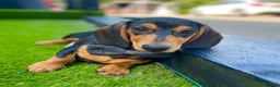 Miniature Dachshund dogs for stud: Award winning breeder-KC extraordinary CreamDapple - Advert 10