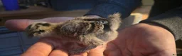 Chickens poultry for sale: Silkie x pekin bantam  - Advert 13