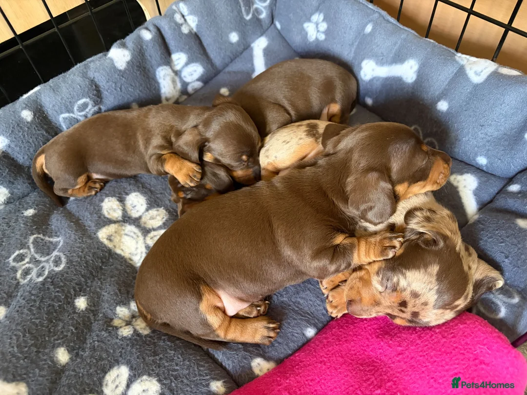 Dachshund dogs for sale: Smooth Dachshund Pups - Dapple & Brown/Tan - Devon - Advert 2