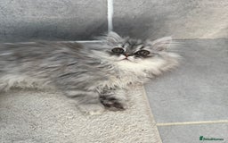 Persian cats for sale: Persian Grey kitten male and female - Image 1