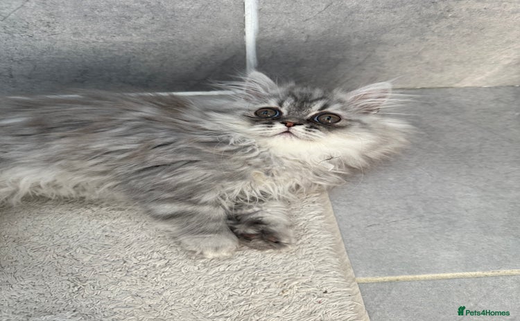 Persian cats - Advert 2