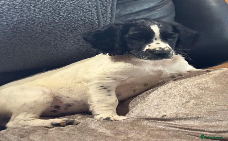 English Springer Spaniel dogs - Advert 3