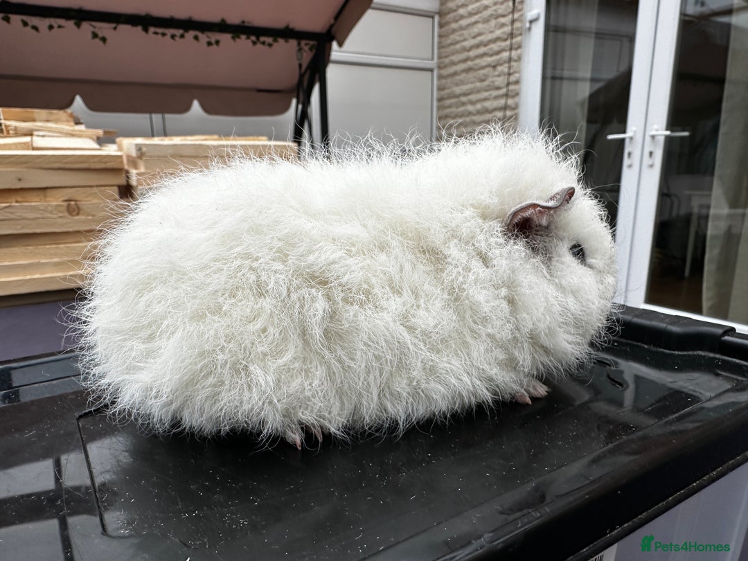 Guinea Pig rodents for sale: Teddy Guinea girls=£60 and few boys=£40 Thank you. - Advert 7