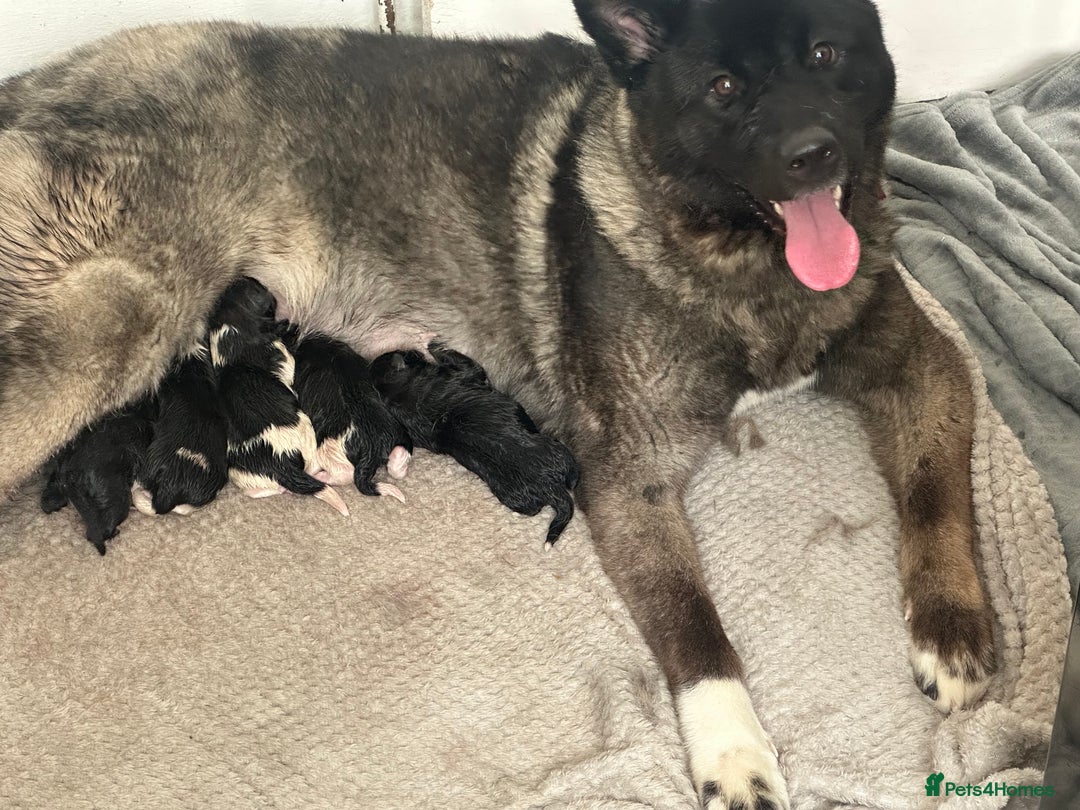 Akita dogs for sale: 6 American Akita puppies  - Image 3