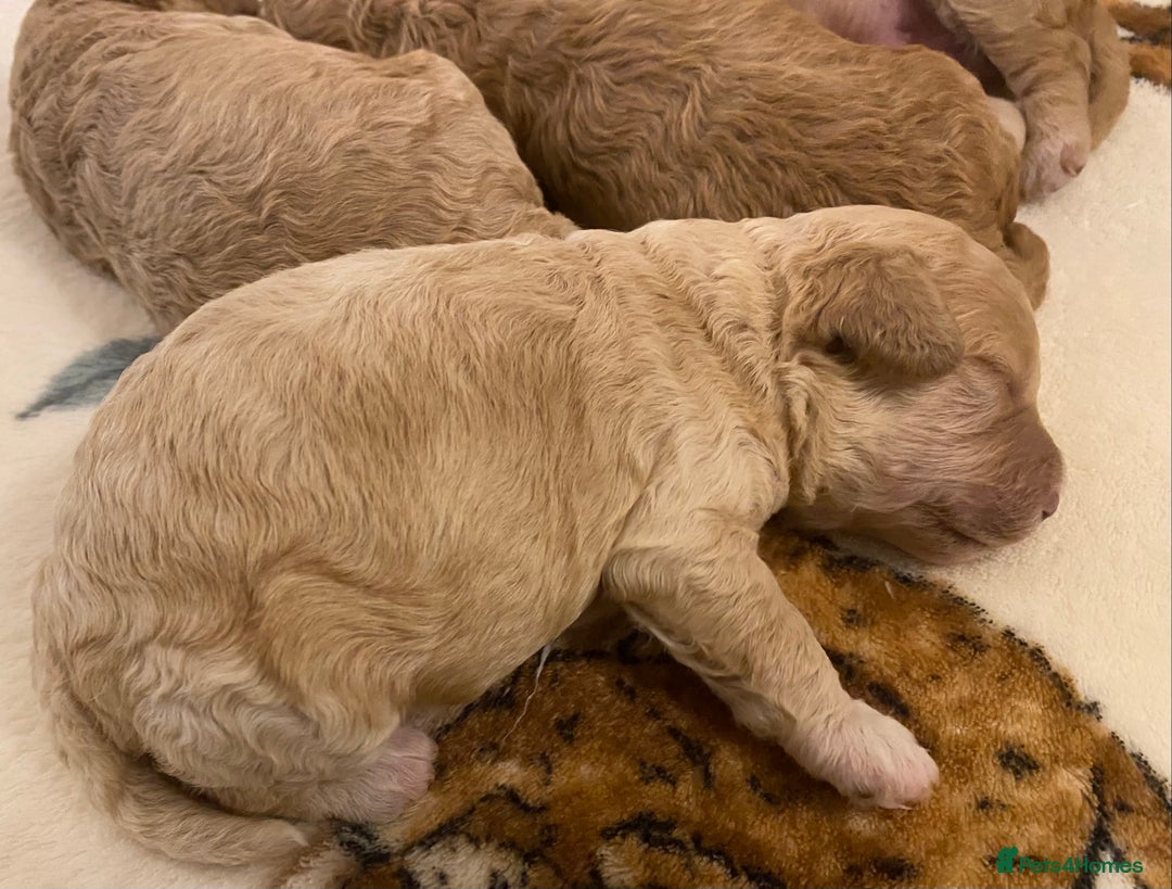 Cavapoo dogs for sale: Gorgeous Teddybear Cavapoo Puppies health checked  - Advert 25