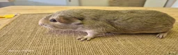 Guinea Pig rodents for sale: Sows available  in Dundee - Advert 3