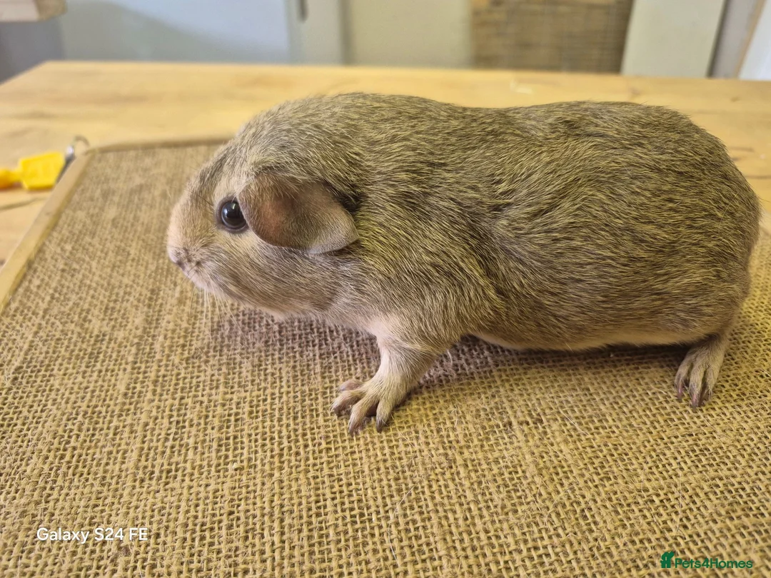 Guinea Pig rodents for sale: Sows available  in Dundee - Advert 3