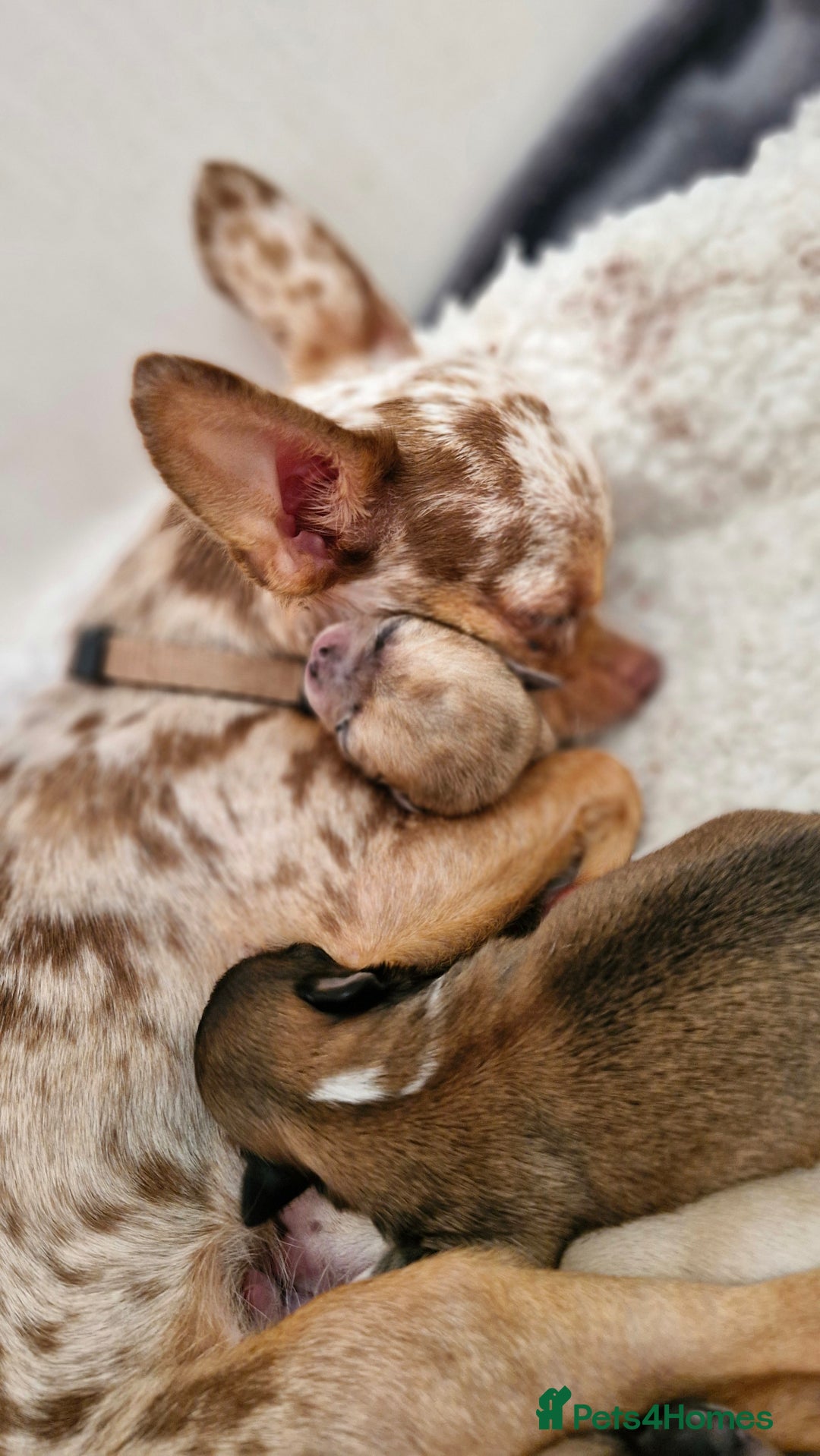 Chihuahua dogs for sale: 🐶READY TO LEAVE🐶 LAST ONE Tiny Chihuahua Puppies - Advert 17