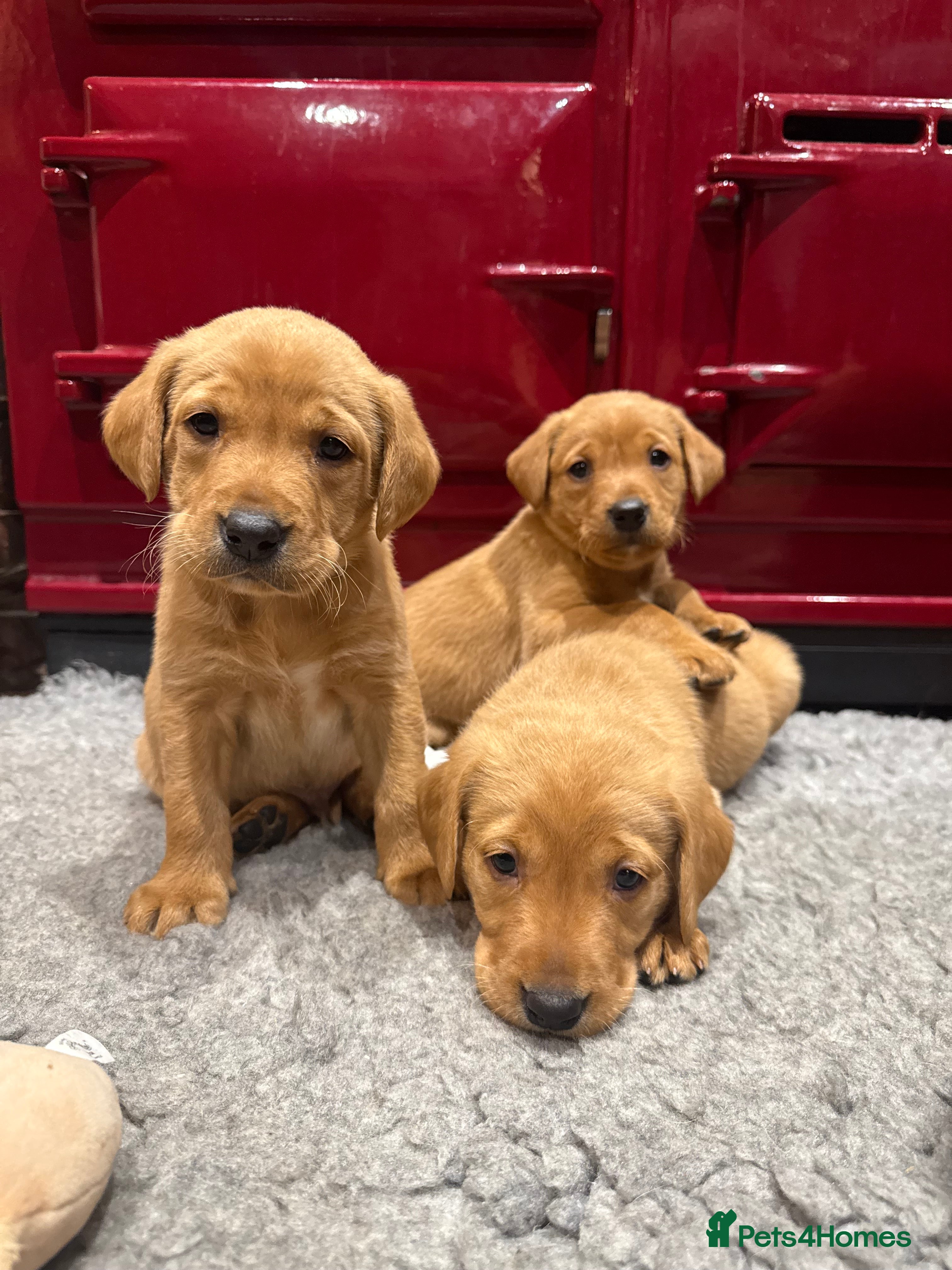 Labrador Retriever dogs 🐾🐶Beautiful KC Labrador puppies for sale🐶🐾 - Advert 1