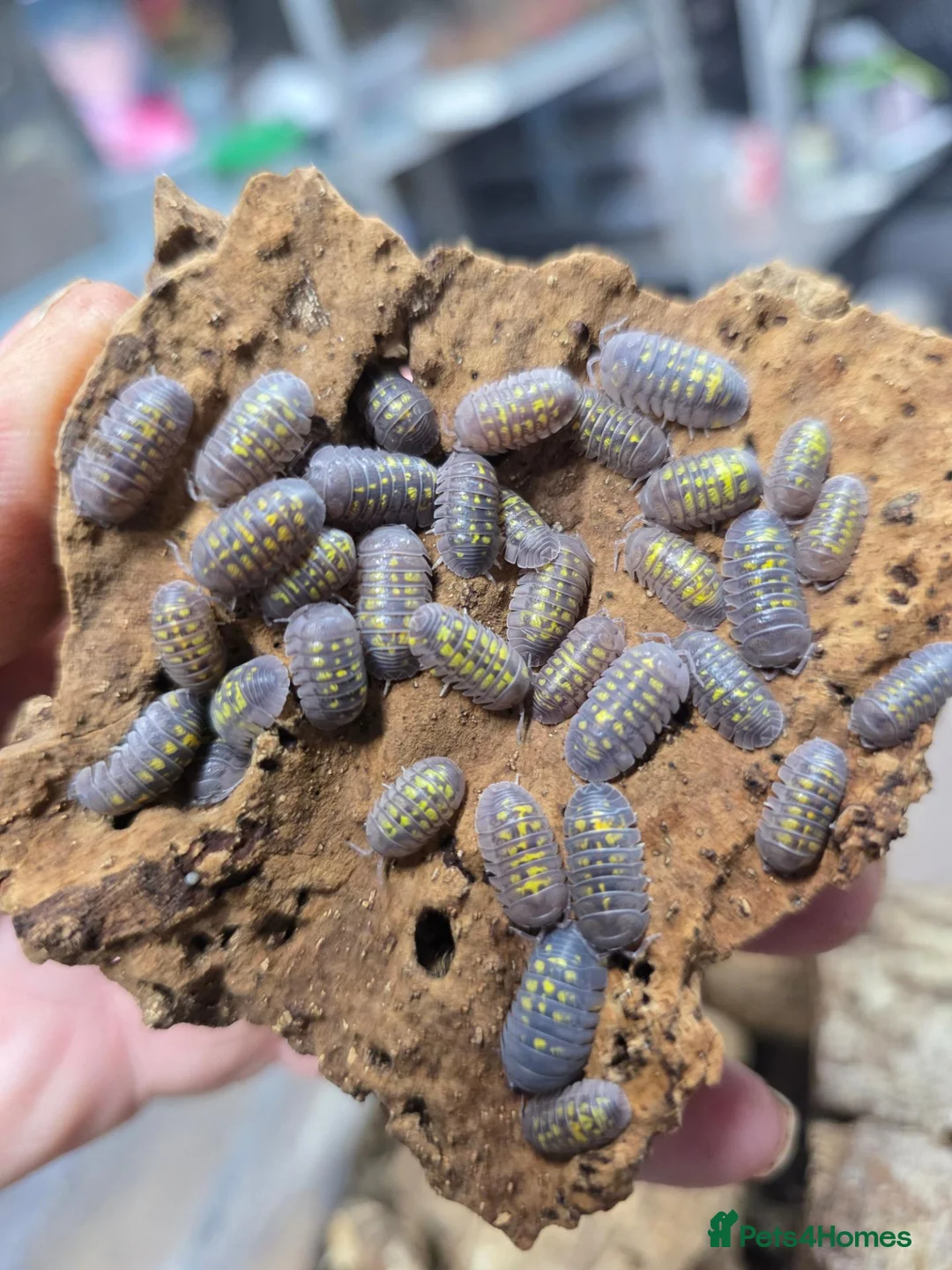 Isopods invertebrates for sale: 25 x Armadillidium granulatum - Advert 2